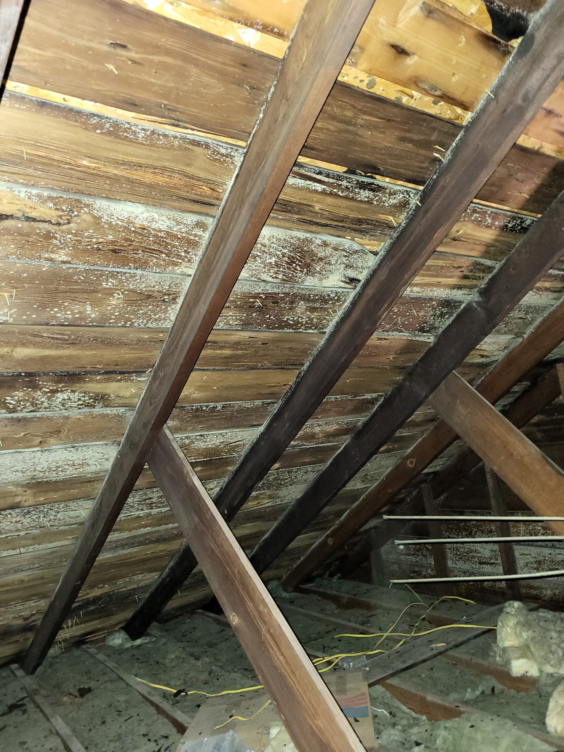 Solving Mold Problems in Homes